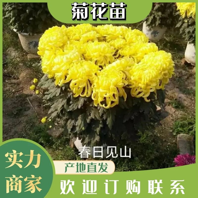 品种全,观赏菊花苗九月菊苗用于园林绿化花海规模化全国发货