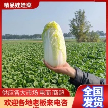 【好货】娃娃菜湖北娃娃菜供应市场电商商超欢迎咨询