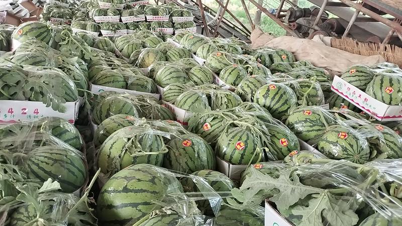 【热卖】安徽砀山甜王西瓜，精品货源，产地直发全国