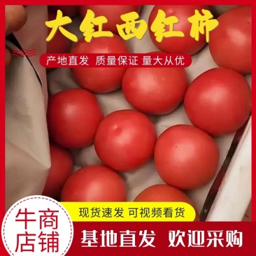 河北大红西红柿产地直发品质保证一手货源量大从优