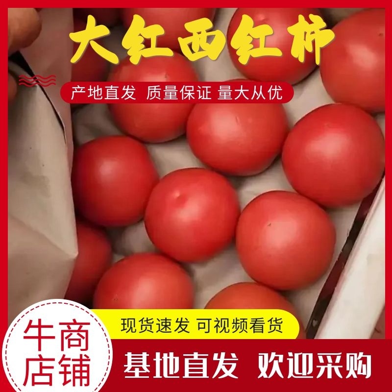 河北大红西红柿产地直发品质保证一手货源量大从优
