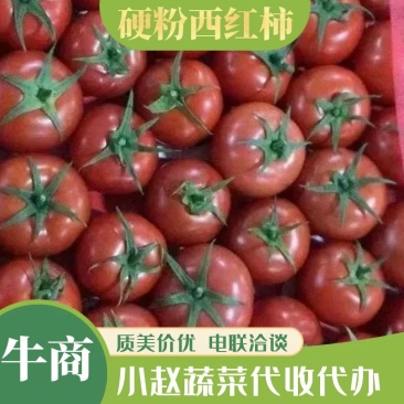 河北硬粉西红柿对接电商产地直发品质保证欢迎联系