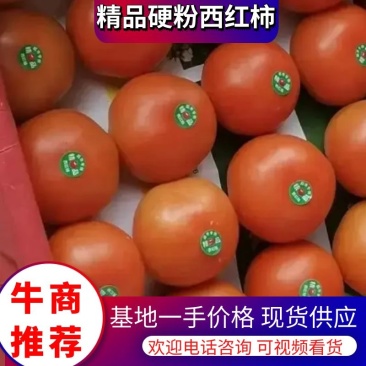 河北硬粉西红柿大量上市品质保证对接电商团购