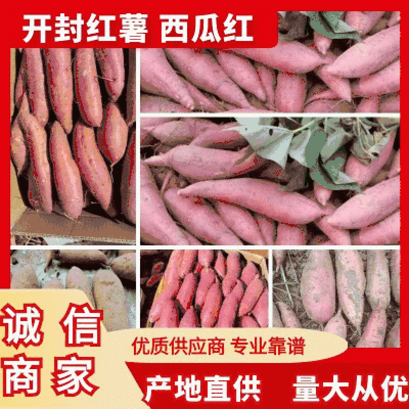 开封红薯精品西瓜红红薯大量上市货源充足价格便宜