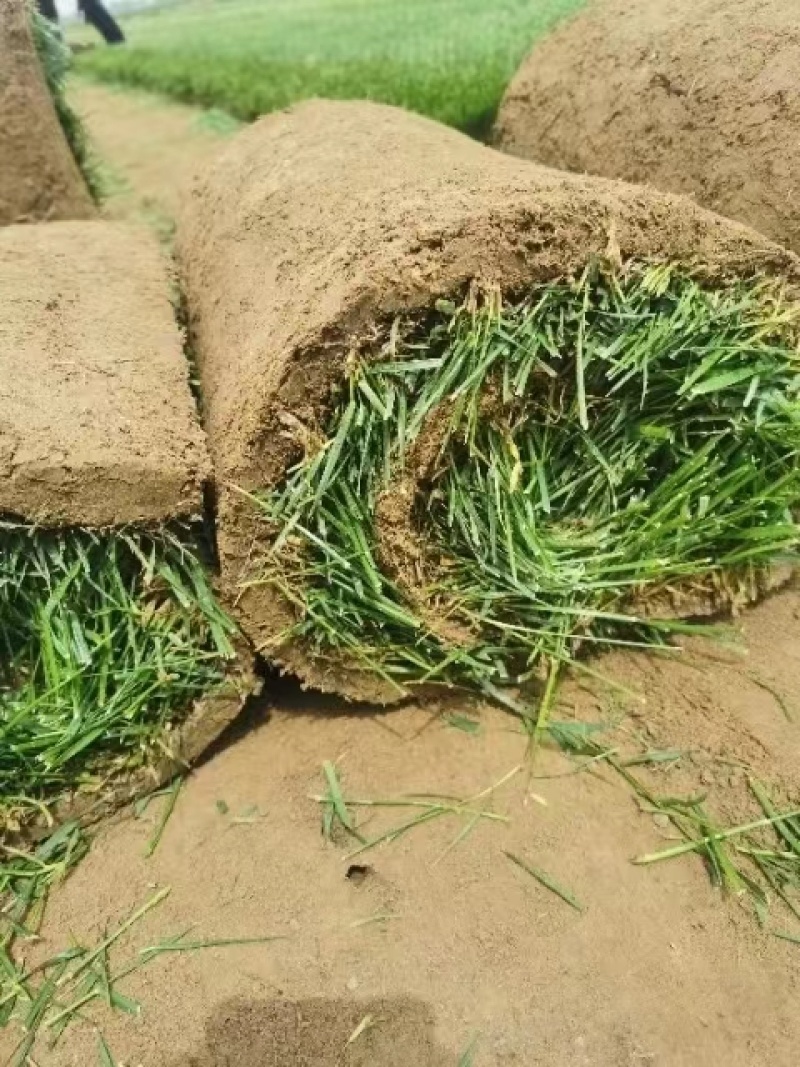 冷季型草坪早熟禾高羊茅剪股颖果岭草百慕大