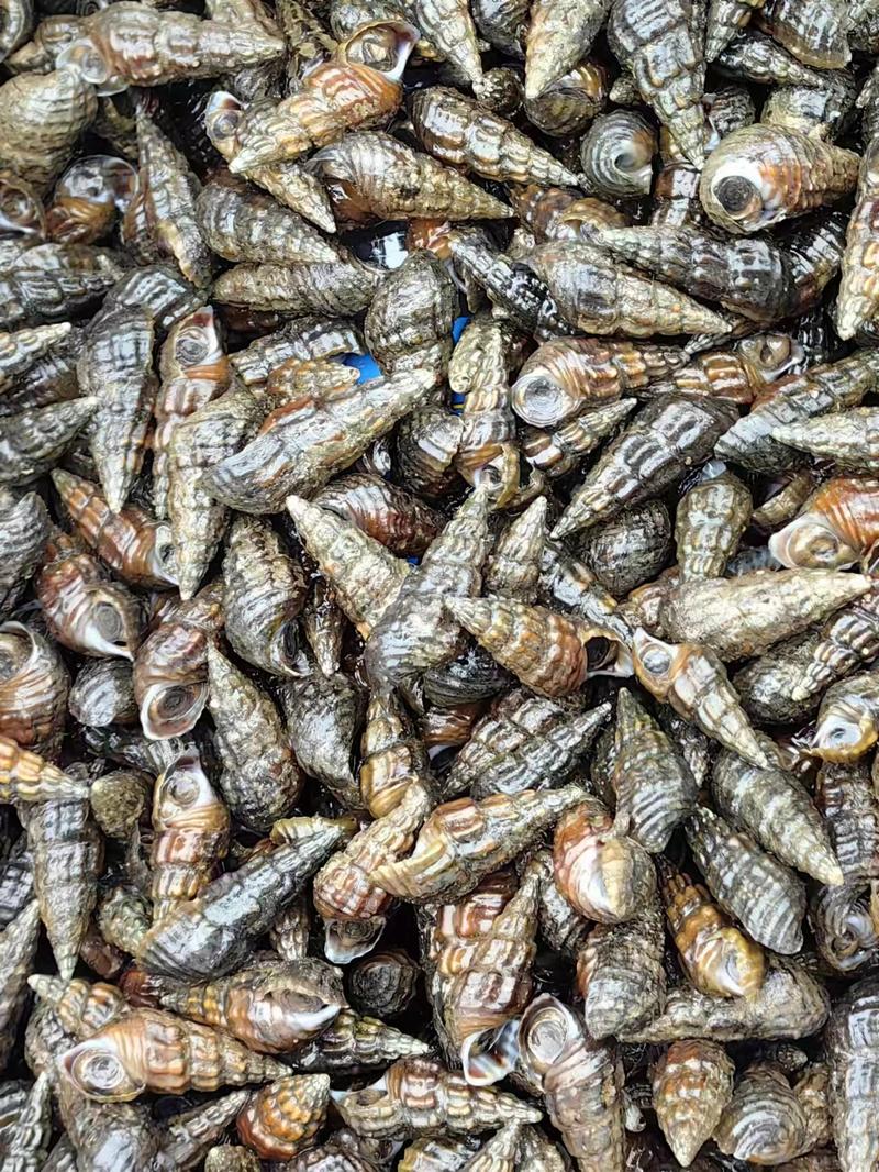 【热卖中】柳州山坑螺新尖尾螺可对接水产市场一手货源