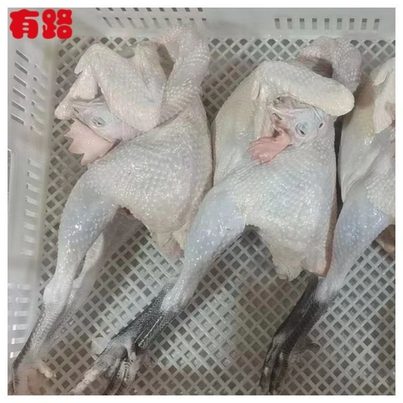 黑爪大公鸡_有路冷冻鸡肉白条鸡系列产品_厂家货源