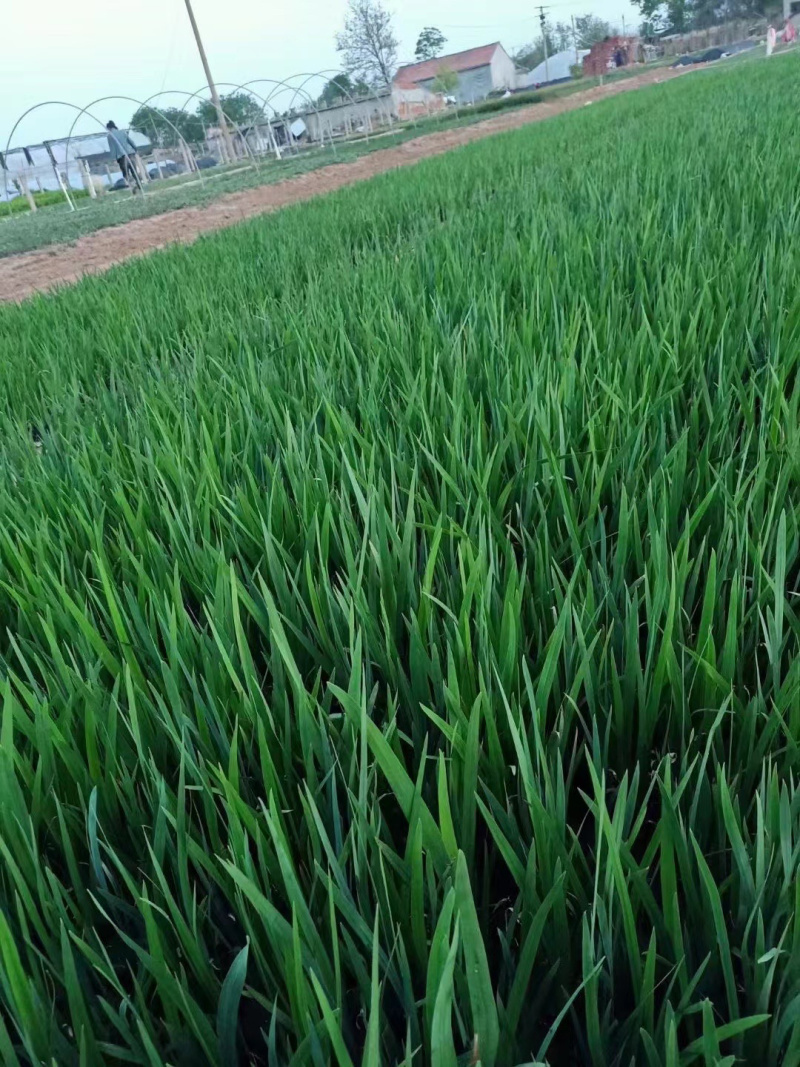 黄菖蒲种植基地