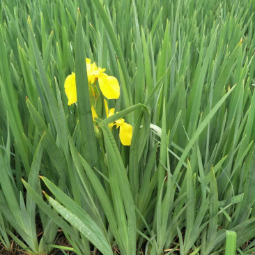 黄菖蒲基地