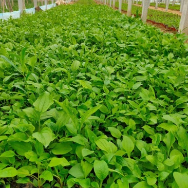 松果菊基地