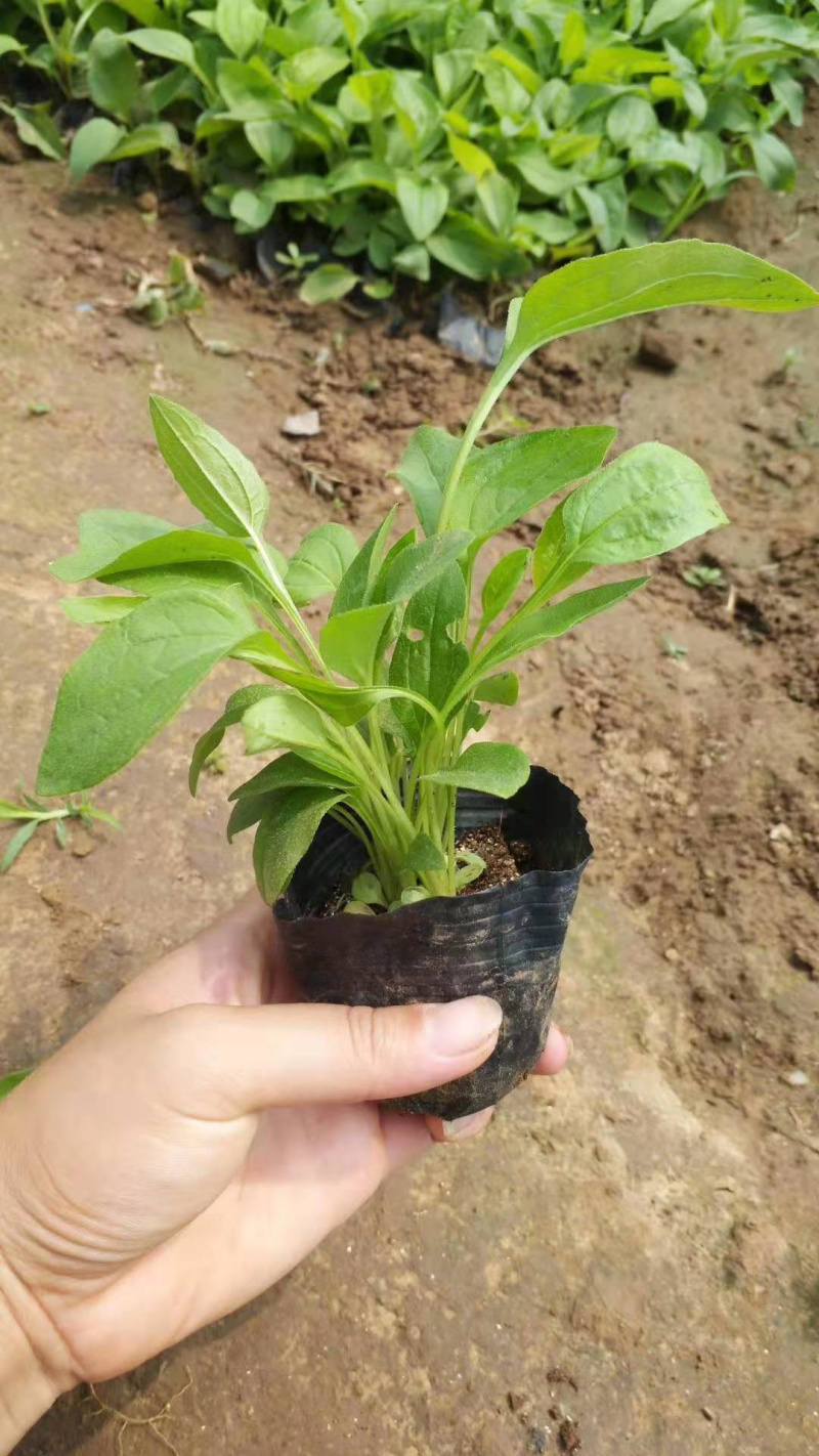松果菊基地
