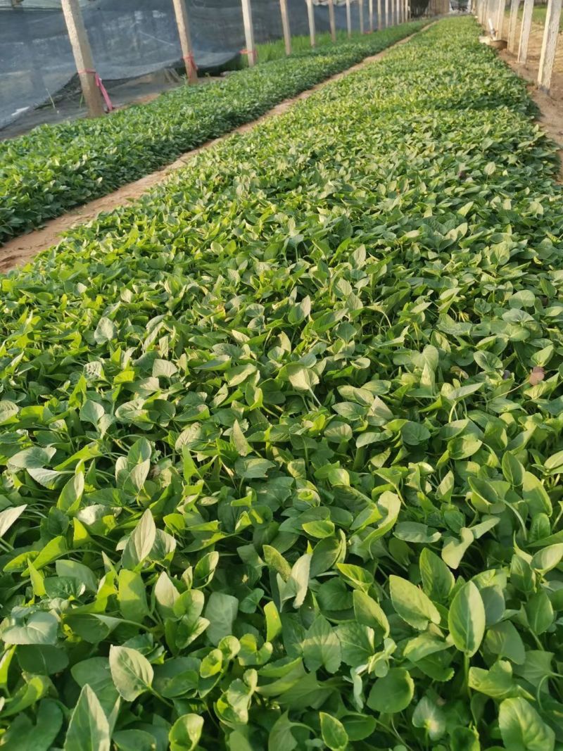 松果菊基地