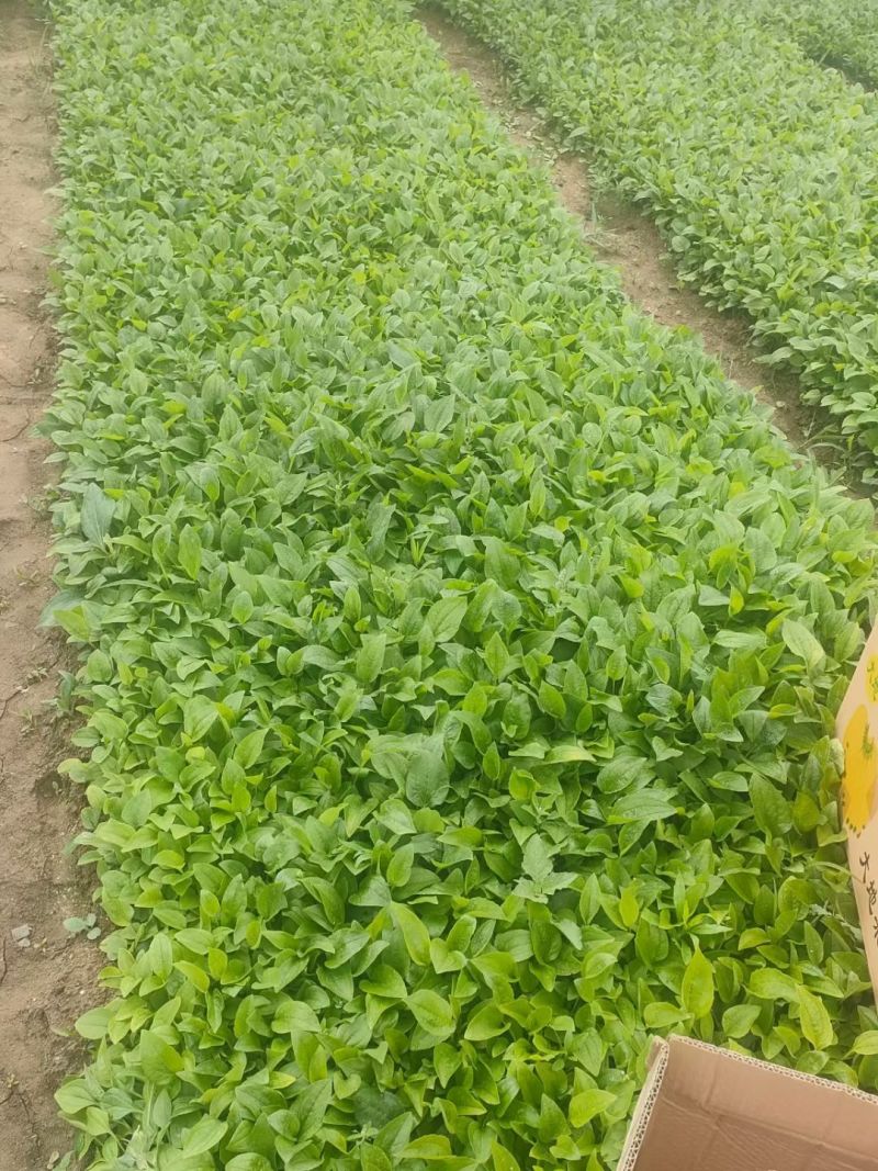 松果菊批发基地