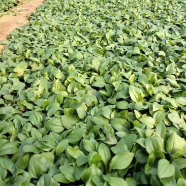 松果菊批发