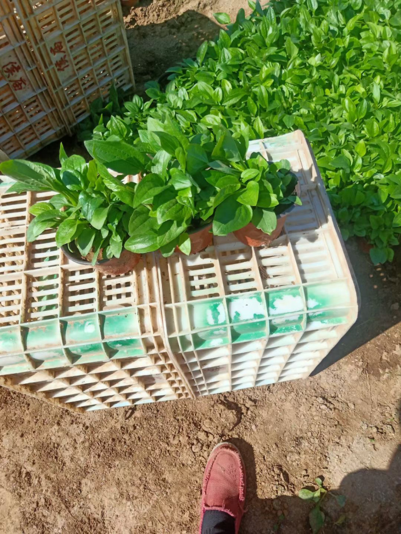 松果菊批发