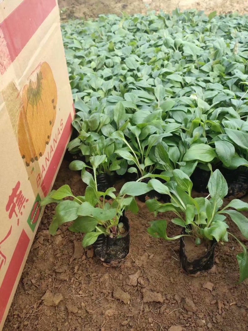 松果菊批发