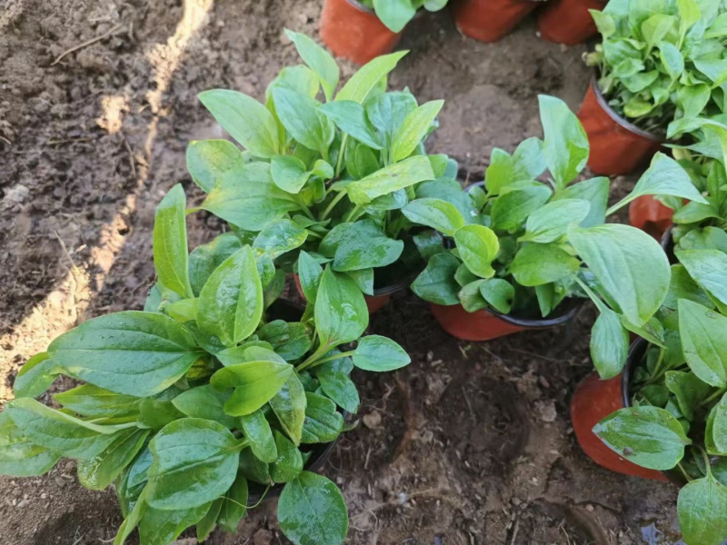 松果菊批发