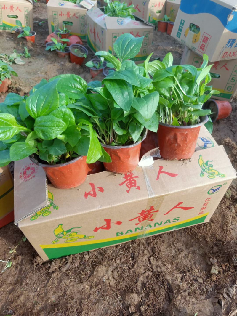 松果菊种植基地