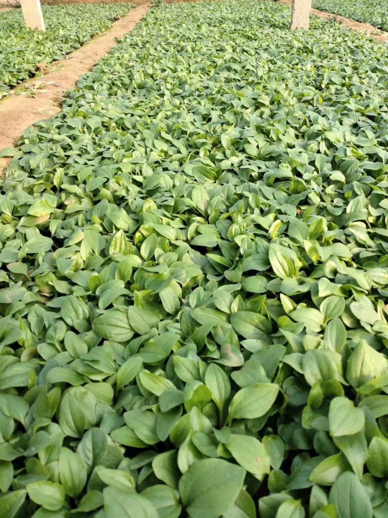 青州松果菊批发基地