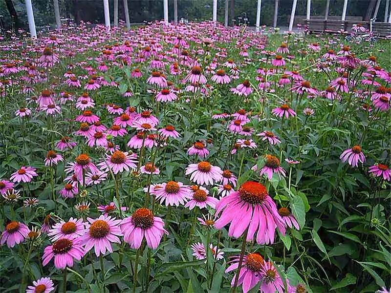 青州松果菊批发基地