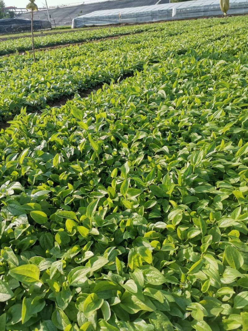 青州松果菊批发基地