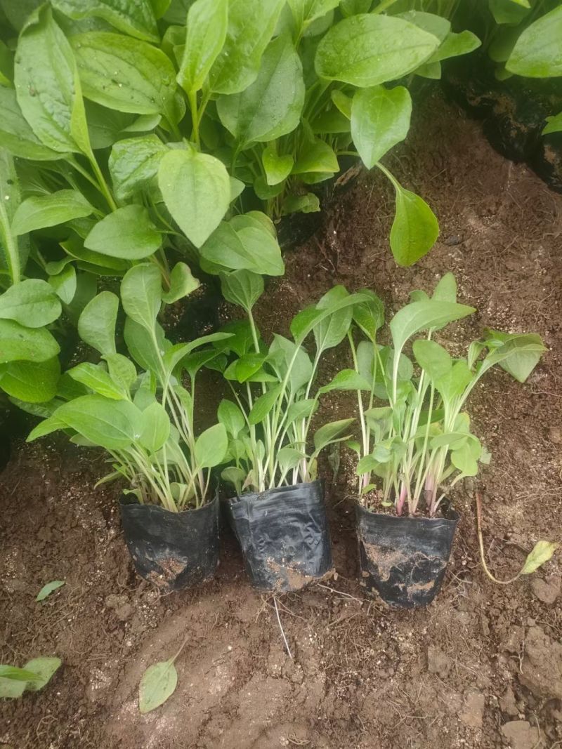 青州松果菊批发基地