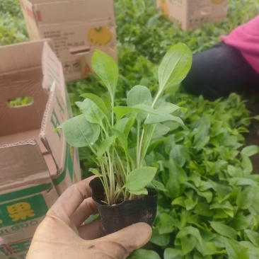 紫松果菊批发基地
