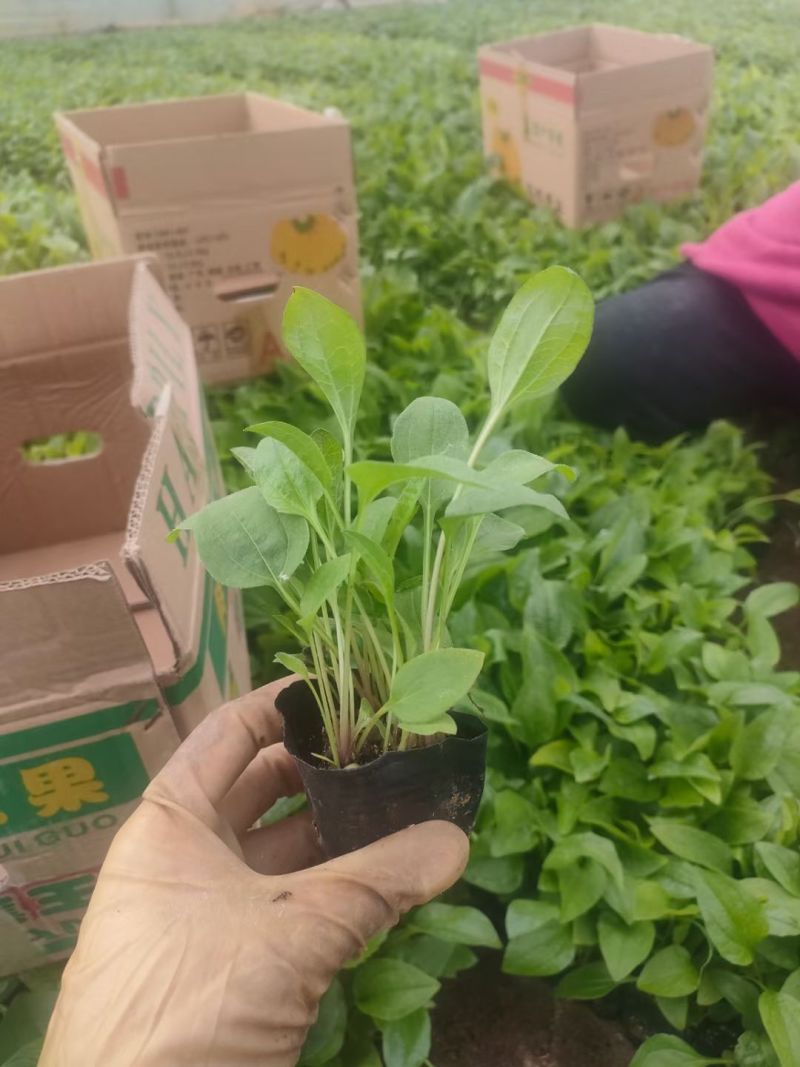 紫松果菊批发基地