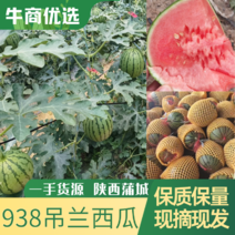 陕西省蒲城吊篮西瓜大量上市中，口感好，品质棒，糖度13个