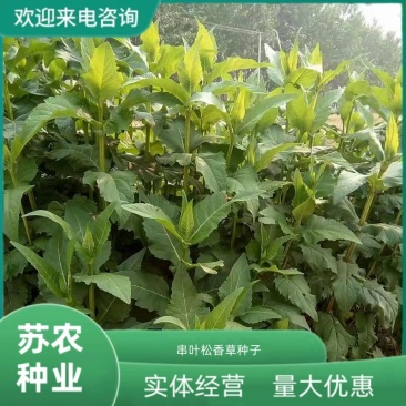 串叶松香草种子多年生教授菊牛羊牧草高产耐寒大叶蛋白