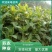 串叶松香草种子多年生教授菊牛羊牧草高产耐寒大叶蛋白