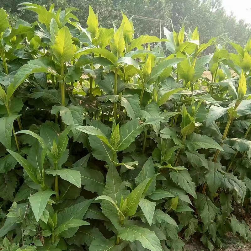 串叶松香草种子多年生教授菊牛羊牧草高产耐寒大叶蛋白