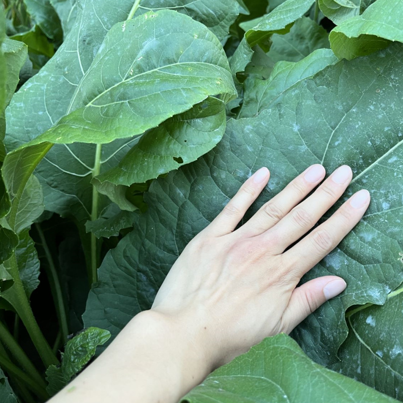 串叶松香草种子多年生教授菊牛羊牧草高产耐寒大叶蛋白