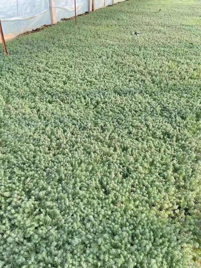蓝亚麻基地