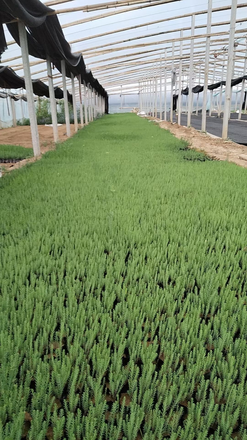 青州蓝亚麻基地