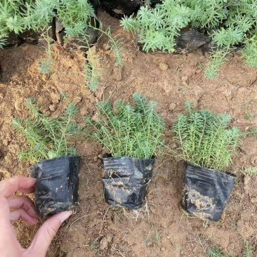 蓝亚麻种植基地