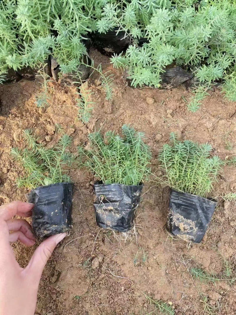 蓝亚麻种植基地