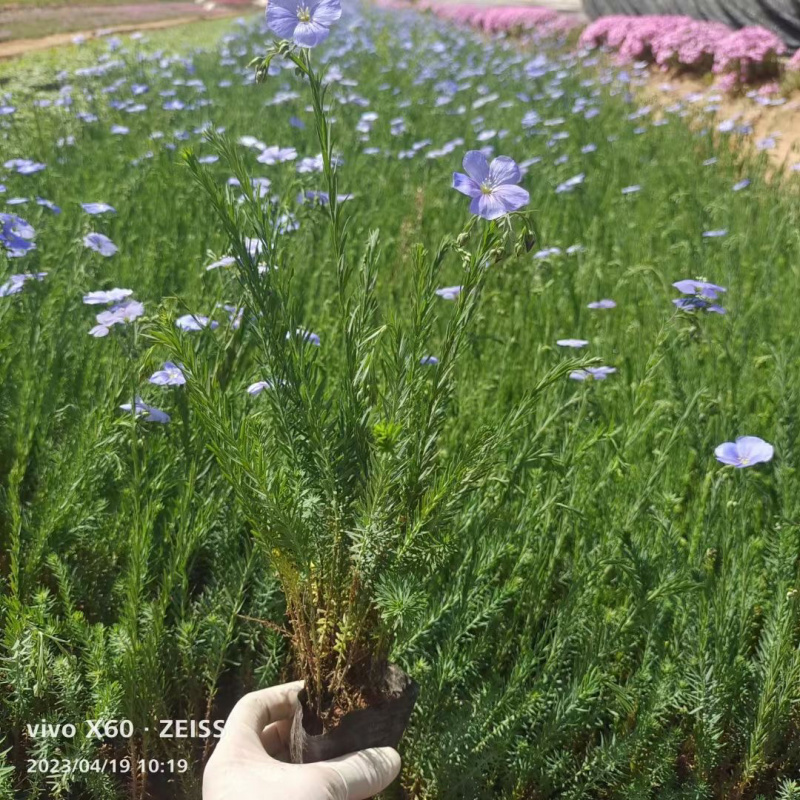 蓝亚麻种植基地