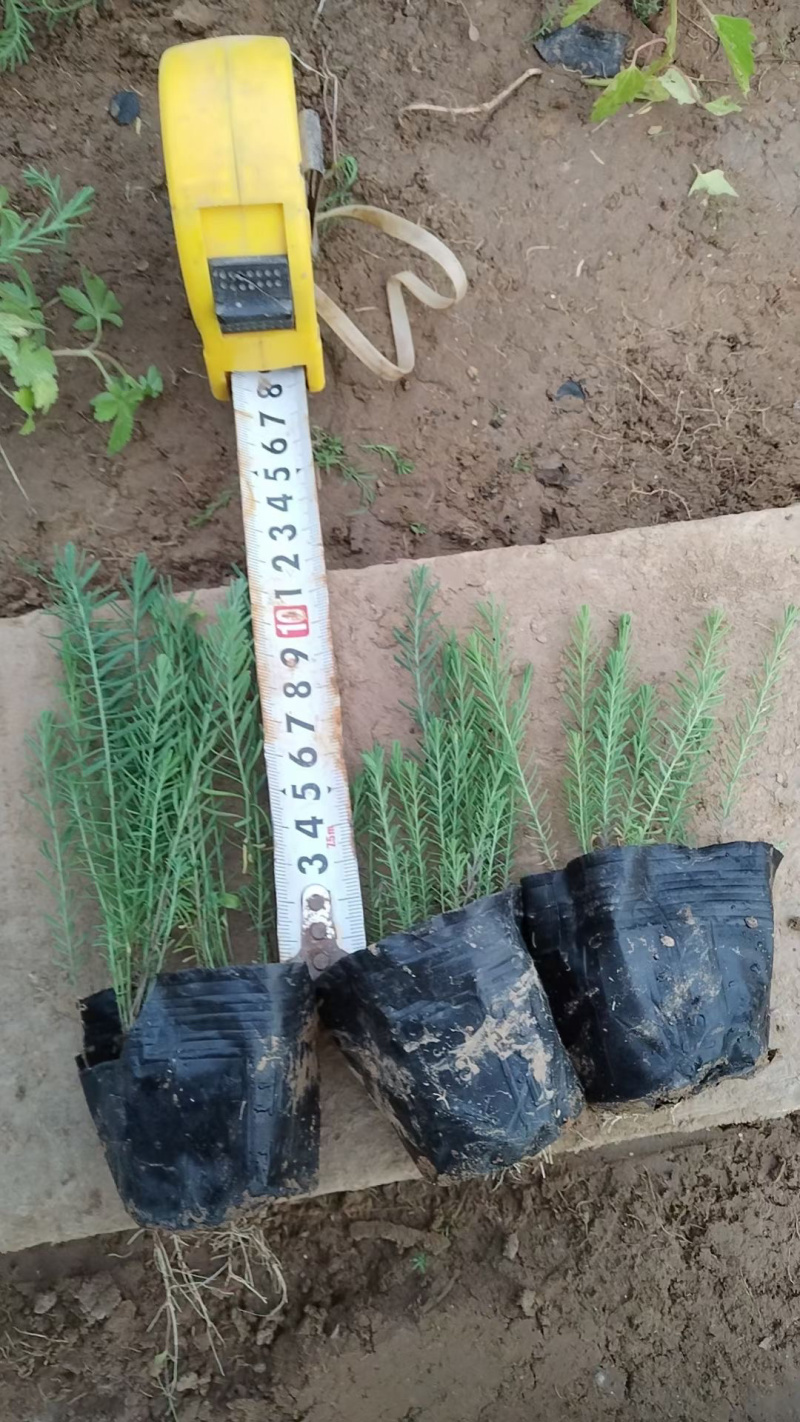 蓝亚麻种植基地