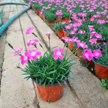 草花欧石竹批发