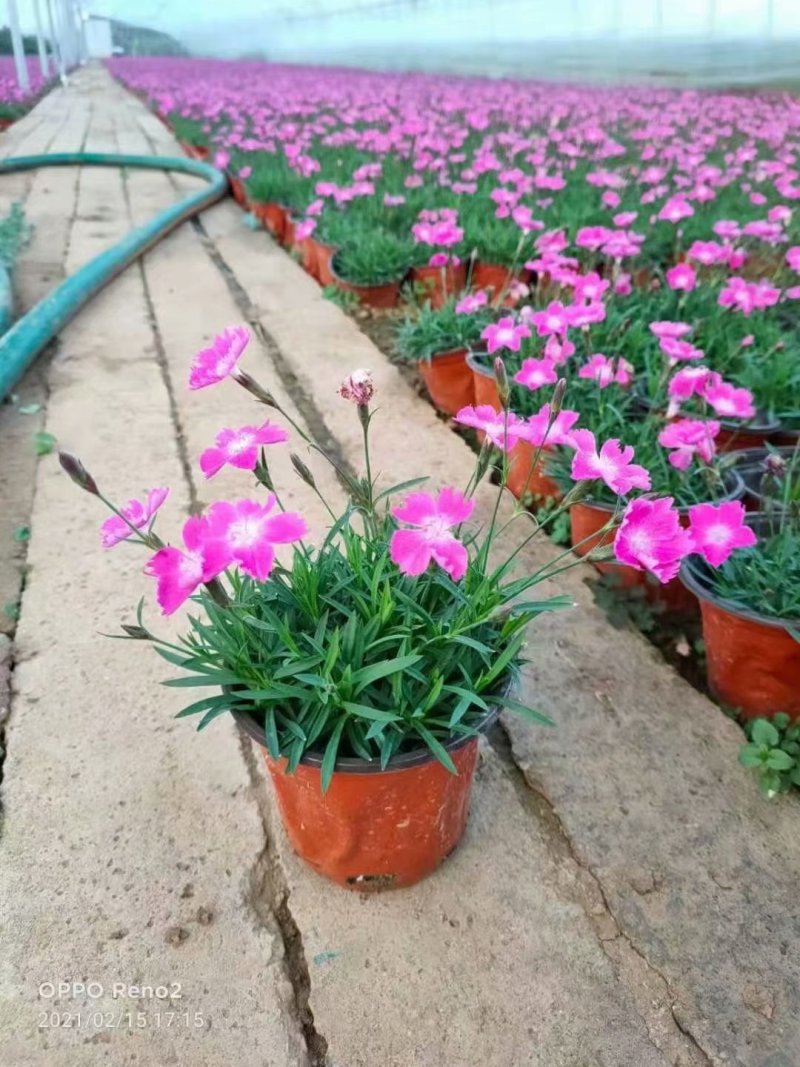 草花欧石竹批发