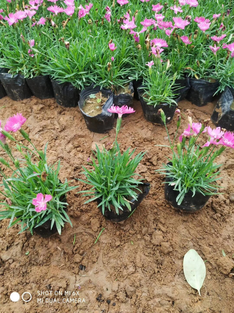 草花欧石竹批发