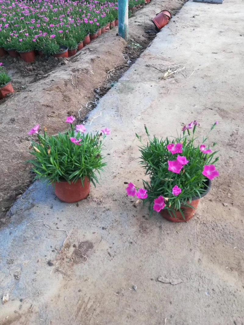 草花欧石竹批发