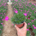 草花欧石竹批发