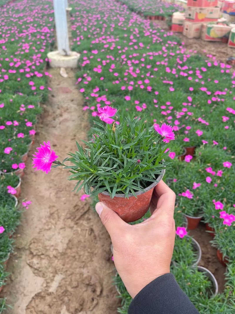 草花欧石竹批发