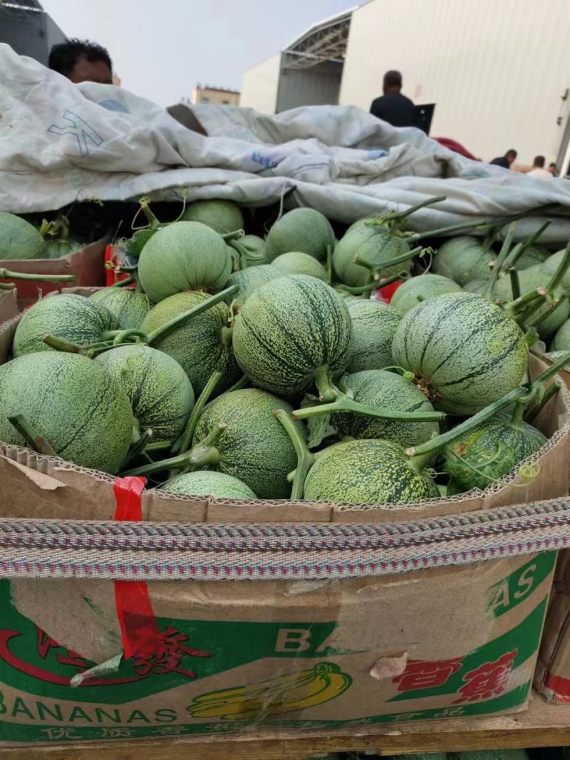 【热卖中】绿宝甜瓜口感清脆现采现发商超一手货源量大从优