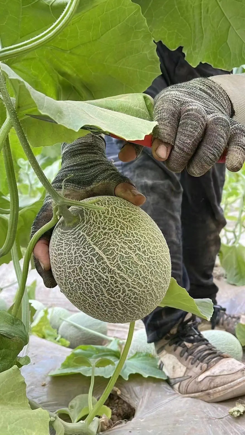 精品哈密瓜西洲蜜吐鲁番哈密瓜产地直发供全国档口商超