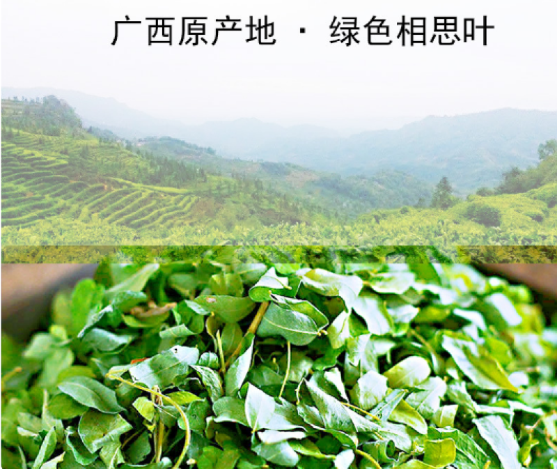 新货炒制相思叶鸡骨草散装批发