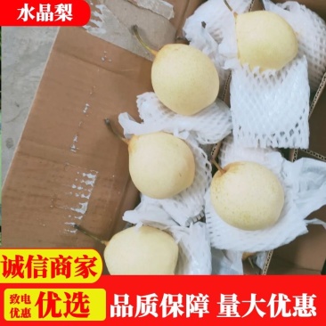 水晶梨，河北赵县主产地直供，量大优惠一手货源