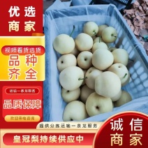 河北皇冠梨大量上市中，产地直供，脆甜多汁，诚信商家